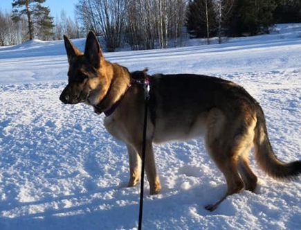 Koirien lenkitys lemmikkihoitola Janeterissa