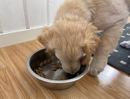 Kotimaista ruokaa lemmikeille