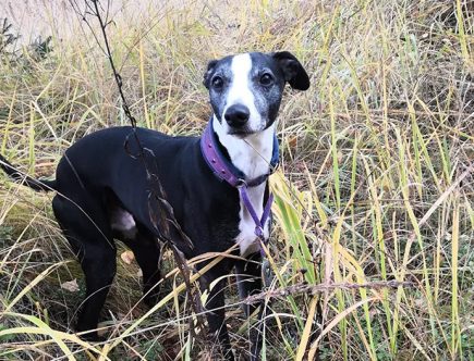 Lemmikkihoitola Janeter