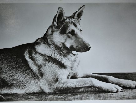 Lemmikkihoitola Janeter