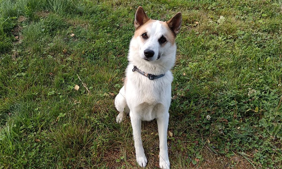 Pohjanpystykorva Lemmikkihoitola Janeterin vieraana