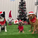 Lemmikkihoitola Janeter, Joulu 2025