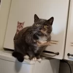 Lemmikkihoitola Janeter, koirien trimmaus