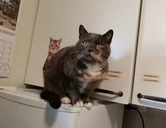 Lemmikkihoitola Janeter, koirien trimmaus