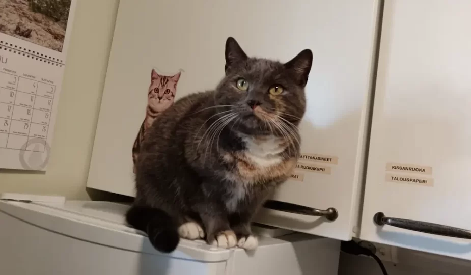 Lemmikkihoitola Janeter, koirien trimmaus