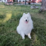 Lemmikkihoitola Janeterin uudet peruutusehdot